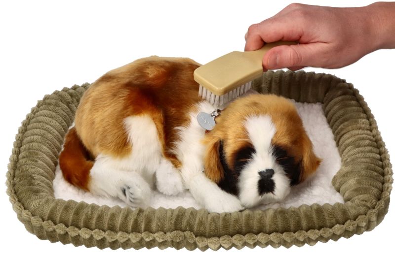 XP91-044.jpg Terapinis kvėpuojantis šuniukas Sembernaras XP91-04 - Image 1