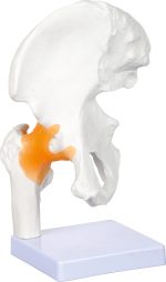 Klubo sąnario su raiščiais modelis 571202 - Image 2