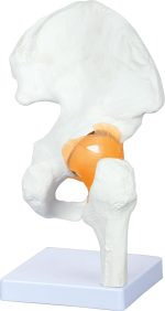 Klubo sąnario su raiščiais modelis 571202